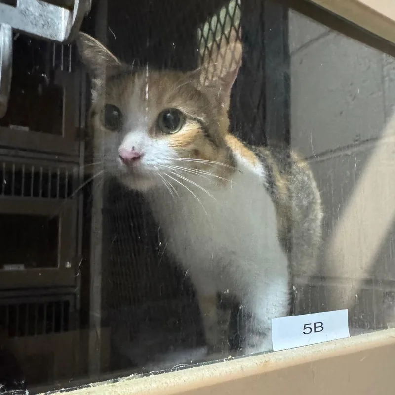 An adult medium-sized female Domestic Short Hair cat named Mitzy for adoption in Madisonville, KY