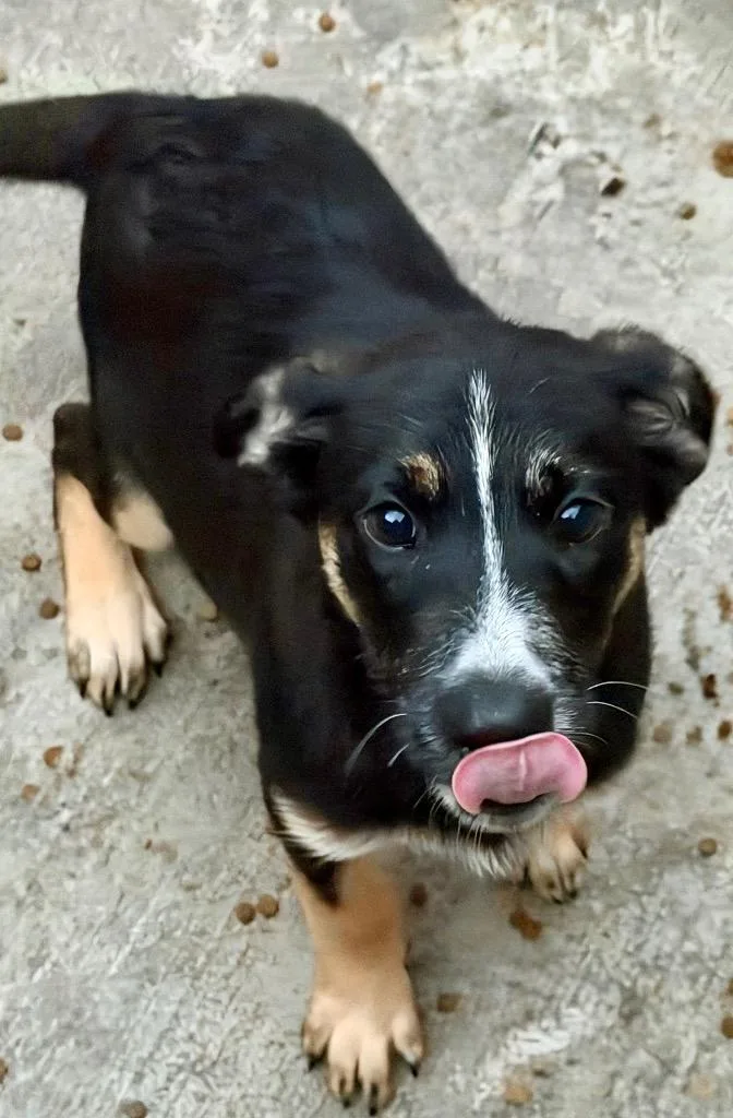 A baby medium-sized female Shepherd dog named Kabuli for adoption in Fort Lupton, CO