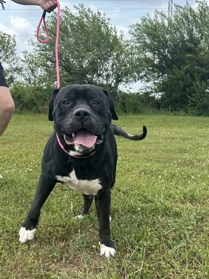 An adult extra large-sized male Mastiff dog named Eeyore for adoption in Columbus, IN