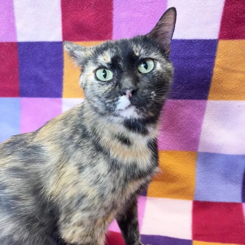An adult large-sized female Tortoiseshell Domestic Short Hair cat named Mama Sparkler for adoption in Mount Juliet, TN