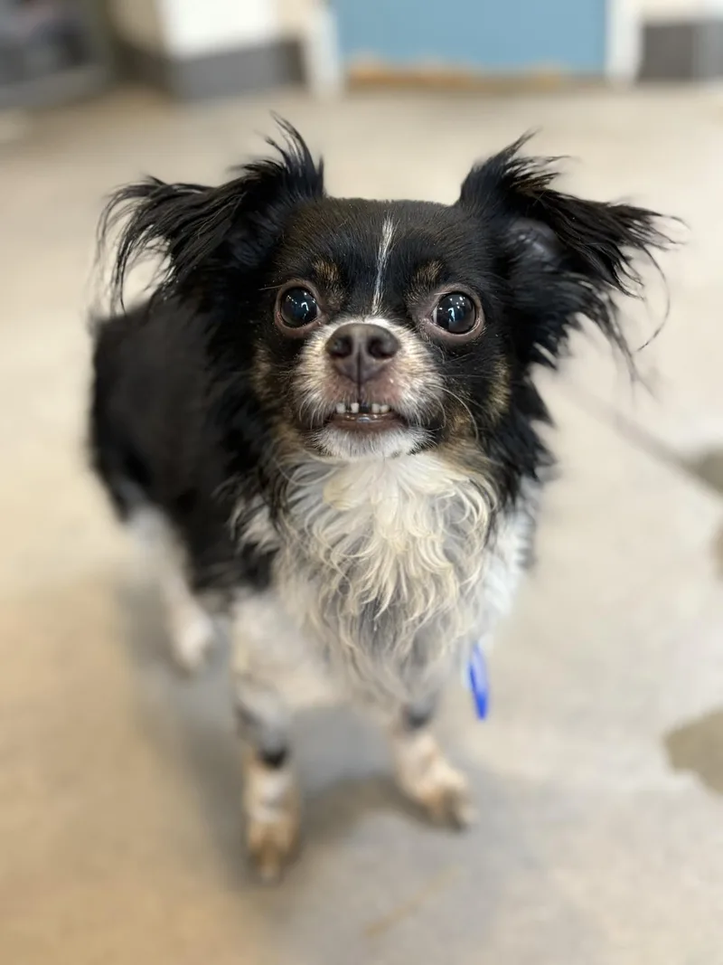An adult small-sized male White / Cream Papillon dog named Omelet for adoption in Phoenix, AZ