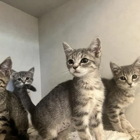 A baby small-sized female Gray / Blue / Silver Domestic Short Hair cat named Honey Bee for adoption in Dayton, OH