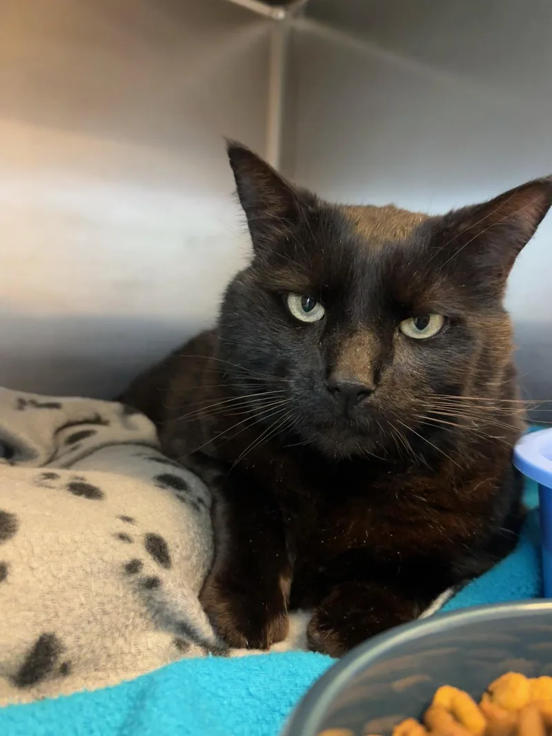 Edgar Allen Poe thumbnail 2