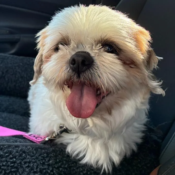 An adult small-sized female Shih Tzu dog named Crumpet for adoption in Cincinnati, OH
