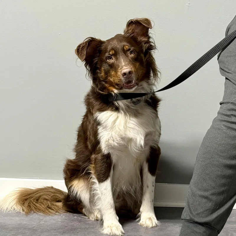 An adult medium-sized male Australian Shepherd dog named Oliver for adoption in Gallatin, TN