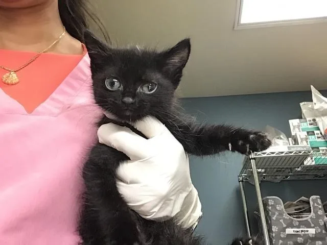 A baby small-sized male Domestic Short Hair cat named Juno for adoption in Riverside, CA