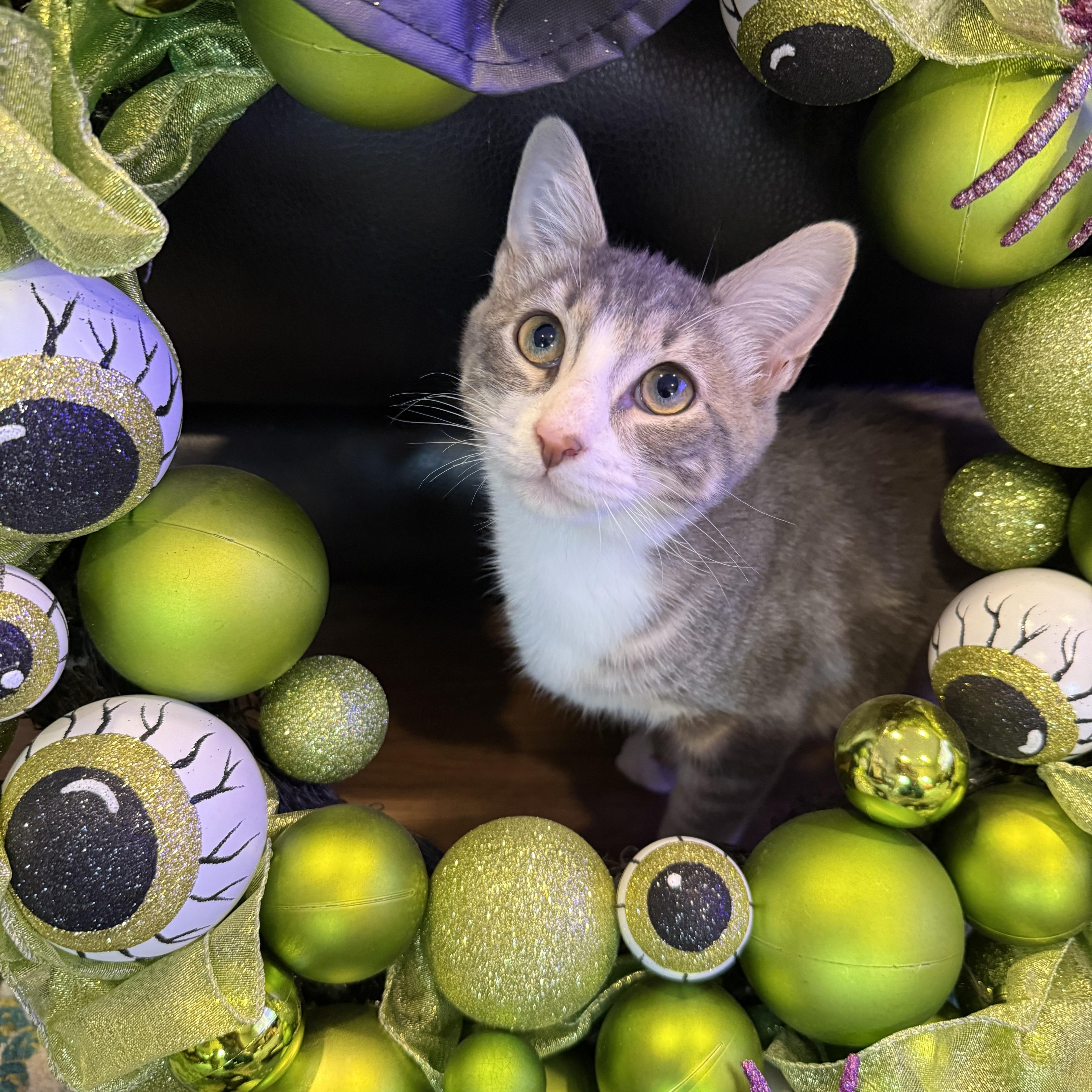 A baby small-sized male Tabby (Gray / Blue / Silver) Domestic Short Hair cat named Monster for adoption in Port Jefferson Station, NY