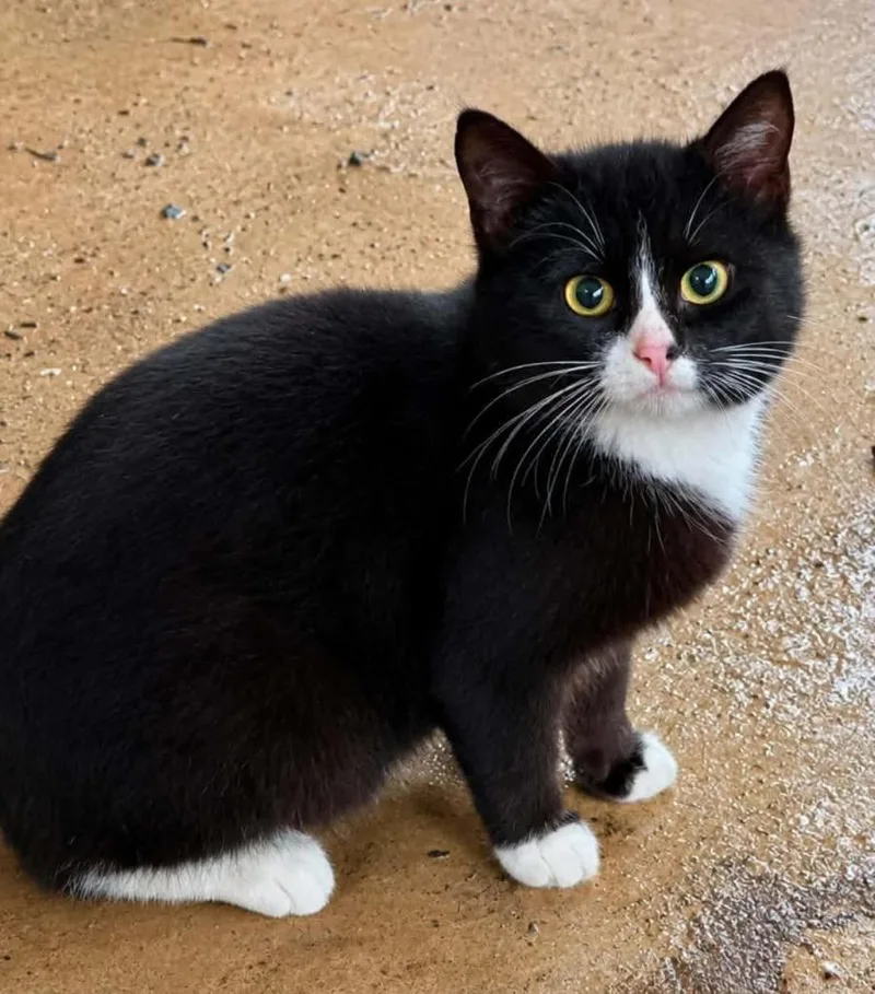 A young medium-sized female Domestic Short Hair cat named Sassy for adoption in El Dorado, AR