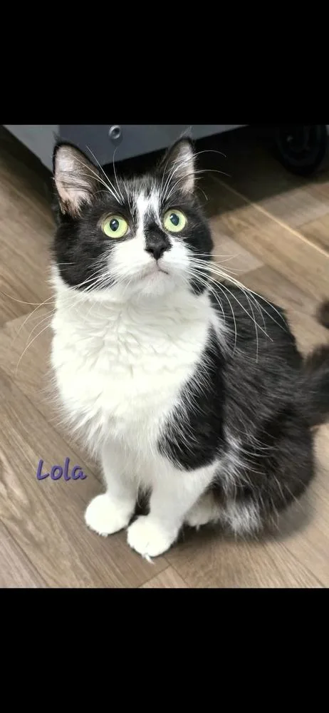 Lola thumbnail 2