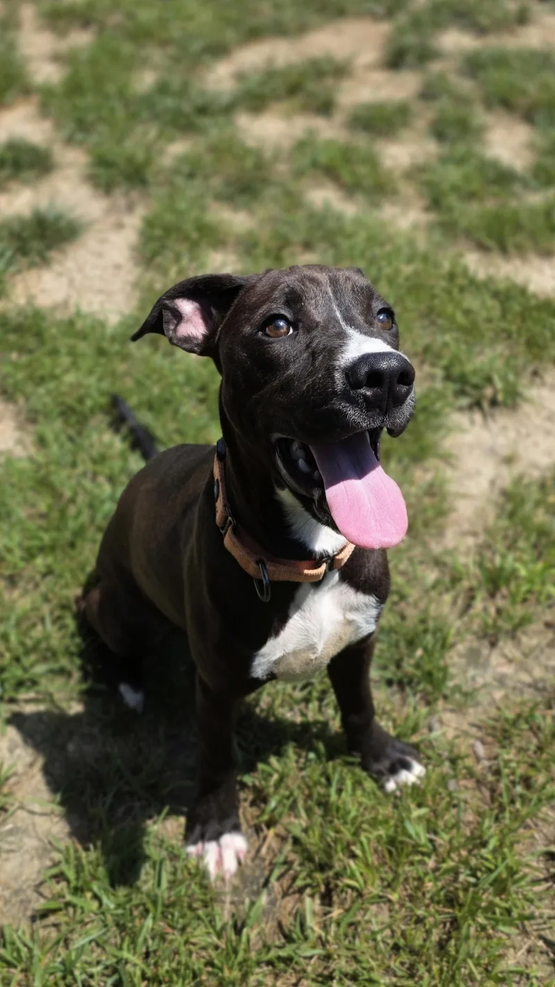 A young medium-sized male Bicolor Pit Bull Terrier dog named Grass Hopper for adoption in Shepherdsville, KY
