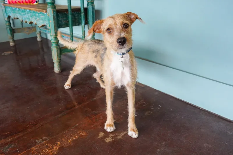 An adult small-sized male Yellow / Tan / Blond / Fawn Airedale Terrier dog named Ziggy for adoption in San Antonio, TX
