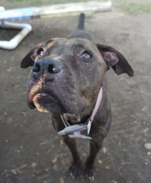 A senior large-sized female Pit Bull Terrier dog named Kendal for adoption in Kennewick, WA