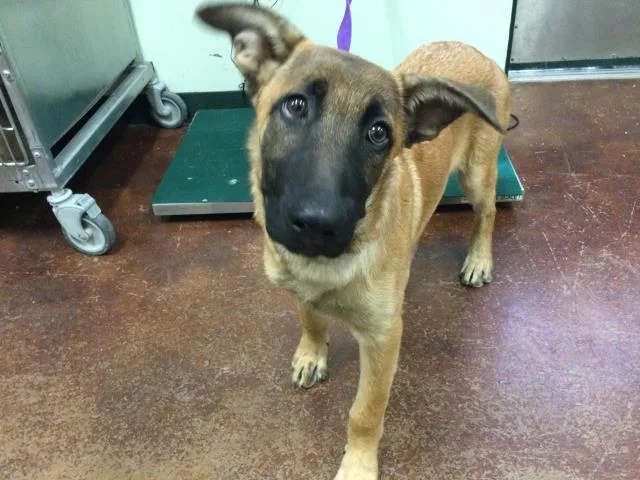A young large-sized male Belgian Shepherd / Malinois dog named Duke for adoption in Thousand Palms, CA