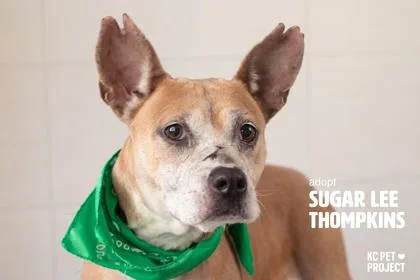 A senior medium-sized female Yellow / Tan / Blond / Fawn Mixed Breed dog named Sugar Lee Thompkins for adoption in Kansas City, MO