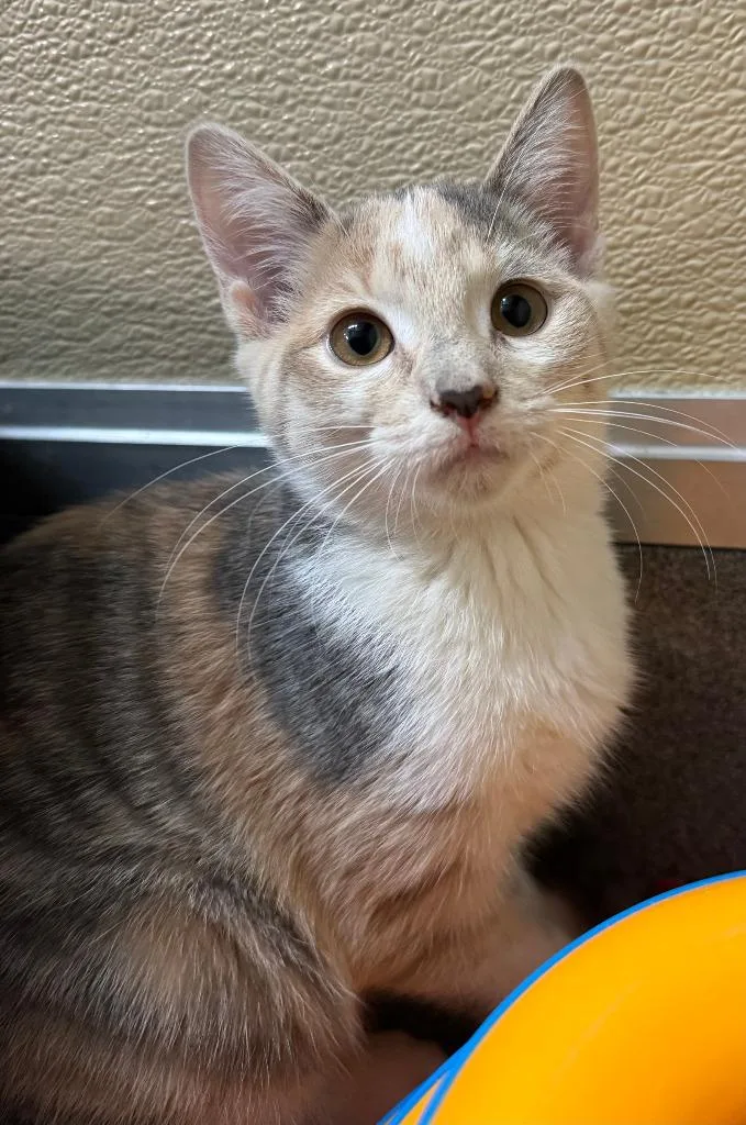 A baby medium-sized female Dilute Calico Domestic Short Hair cat named Cider for adoption in Tomah, WI