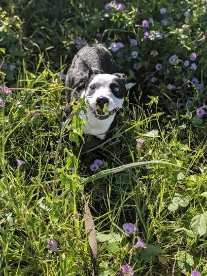 A baby medium-sized female Mixed Breed dog named Shuffle for adoption in New Orleans, LA