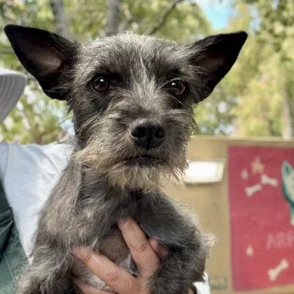 A young medium-sized female Terrier dog named Shellie for adoption in Oakland, CA