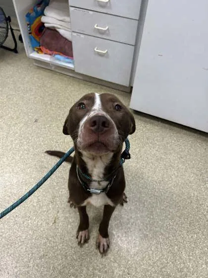 An adult large-sized male Mixed Breed dog named Echo for adoption in Munster, IN