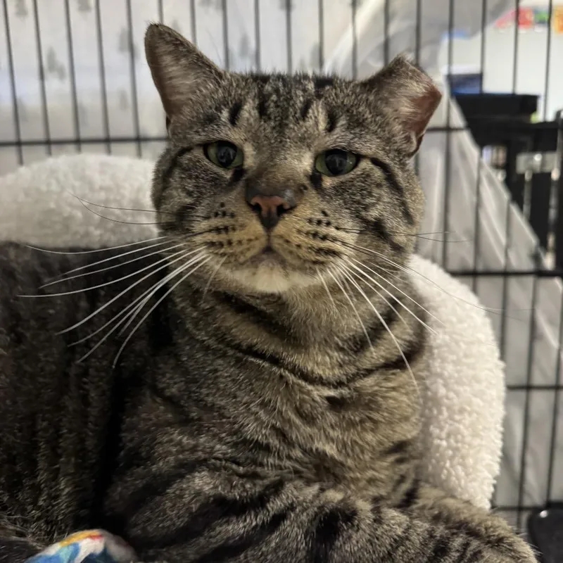 An adult small-sized male Brown / Chocolate Domestic Short Hair cat named Chubs for adoption in North Branford, CT