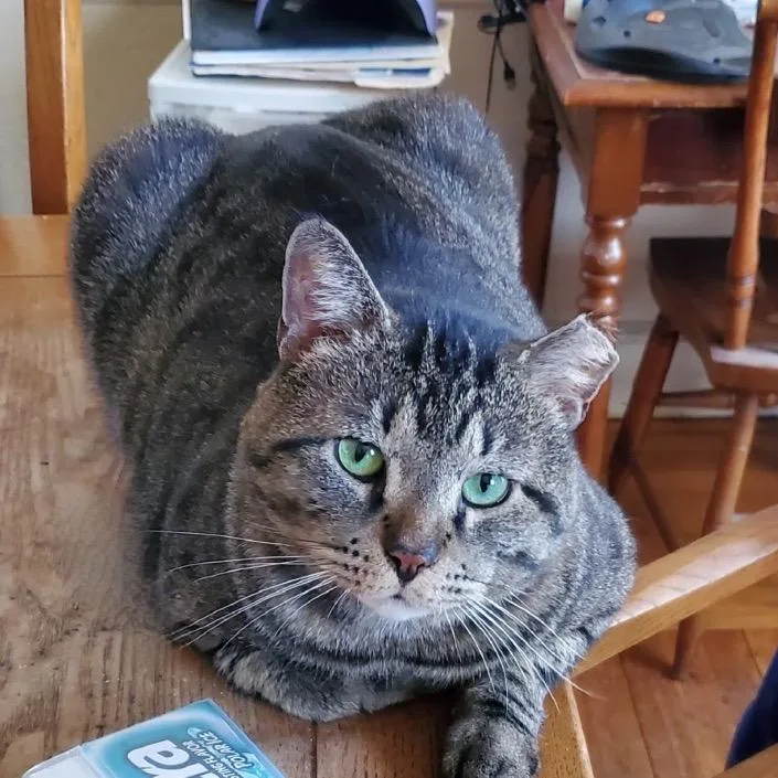 Chubs thumbnail 2