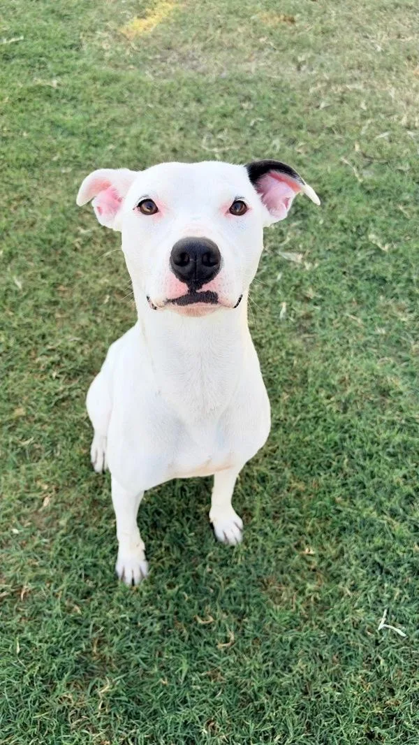 A young medium-sized female Pit Bull Terrier dog named Twinkie for adoption in Tulare, CA