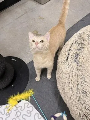 An adult small-sized male Domestic Short Hair cat named Chimichanga for adoption in West Chester, PA