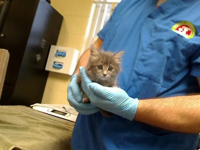 A baby medium-sized female Domestic Long Hair cat named Willow for adoption in Cookeville, TN