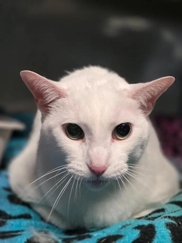 An adult extra large-sized male Domestic Short Hair cat named Eli for adoption in Huntington, IN