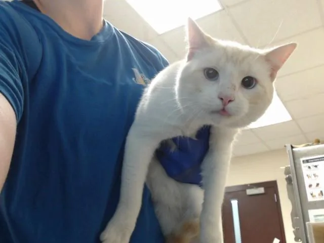 A young small-sized male Domestic Short Hair cat named Astroid for adoption in Fayetteville, NC