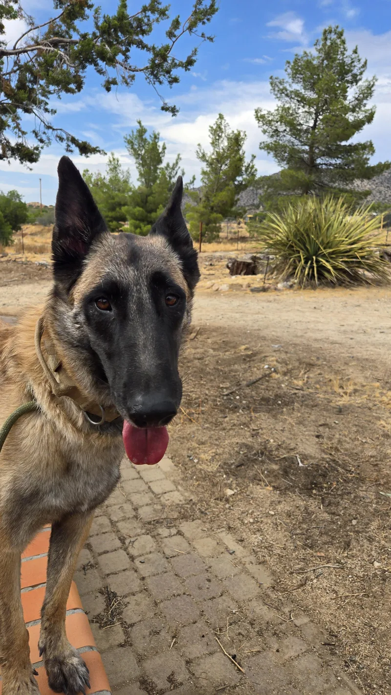 An adult large-sized female Belgian Shepherd / Malinois dog named Pebbles for adoption in Vancouver, WA