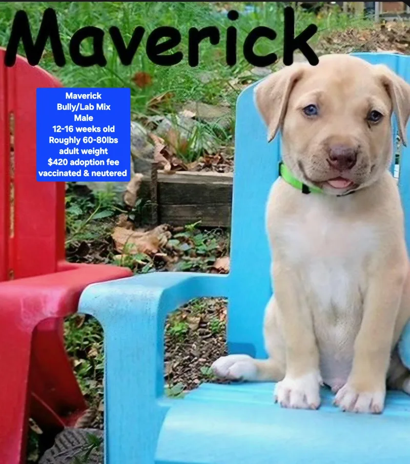 A baby large-sized male American Bully dog named Maverick for adoption in Oviedo, FL