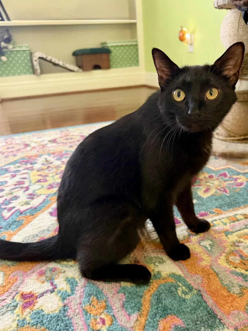 An adult medium-sized female Black Domestic Short Hair cat named Caroline for adoption in Georgetown, KY