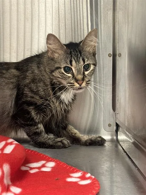 An adult small-sized female Domestic Short Hair cat named Tinkaton for adoption in Indianapolis, IN