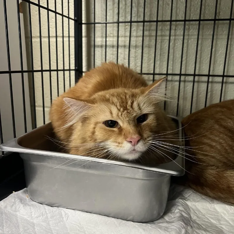 An adult large-sized male Orange / Red Domestic Long Hair cat named Brody for adoption in Columbus, NC