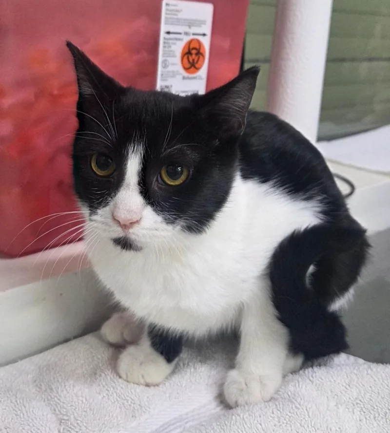 A baby medium-sized female Domestic Short Hair cat named Ralphie May for adoption in Peoria, AZ