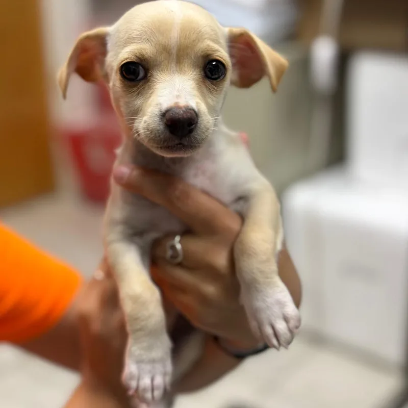 A baby small-sized female White / Cream Chihuahua dog named Lady for adoption in Laredo, TX