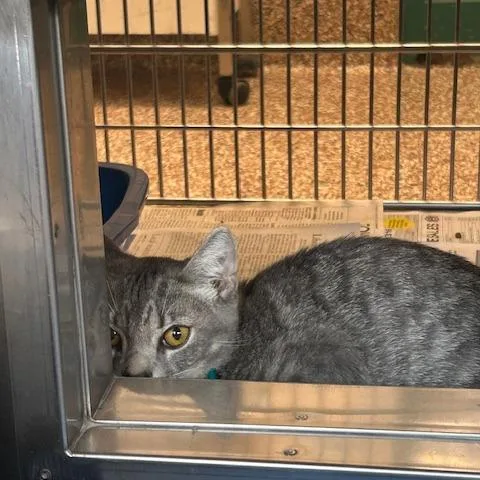 A baby medium-sized male Gray / Blue / Silver Domestic Short Hair cat named Mozzarella for adoption in Springfield, MA