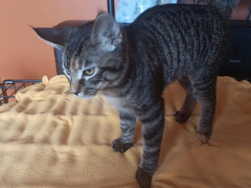 A baby small-sized female Domestic Short Hair cat named Starbright for adoption in Forest Lake, MN