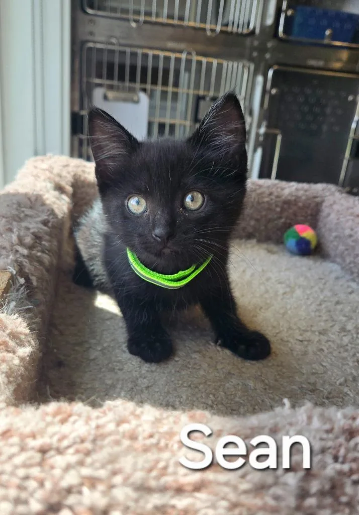 A baby small-sized male Domestic Short Hair cat named Sean for adoption in Sidney, OH
