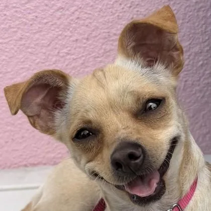 A young small-sized female Mixed Breed dog named Dolly for adoption in Pleasanton, CA