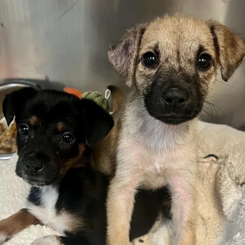 A baby small-sized female Yellow / Tan / Blond / Fawn Labrador Retriever dog named Chloroplast for adoption in Austin, TX