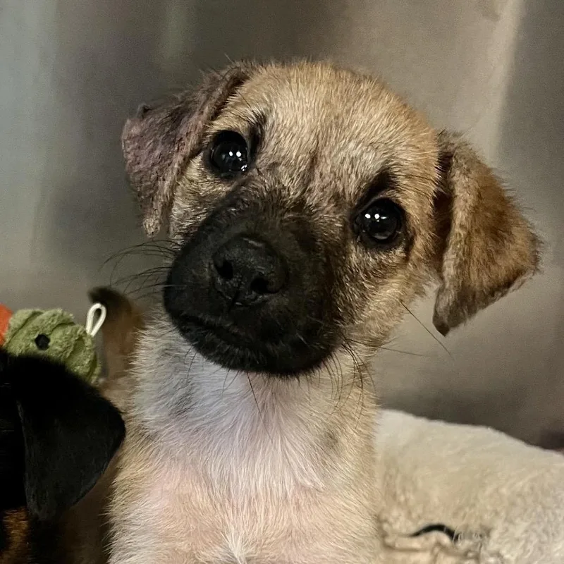 Chloroplast thumbnail 3