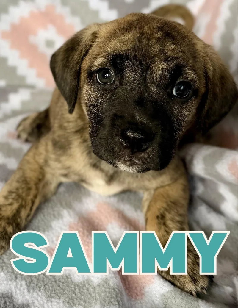 A baby medium-sized male Brindle Mixed Breed dog named Sammy for adoption in Shalimar, FL