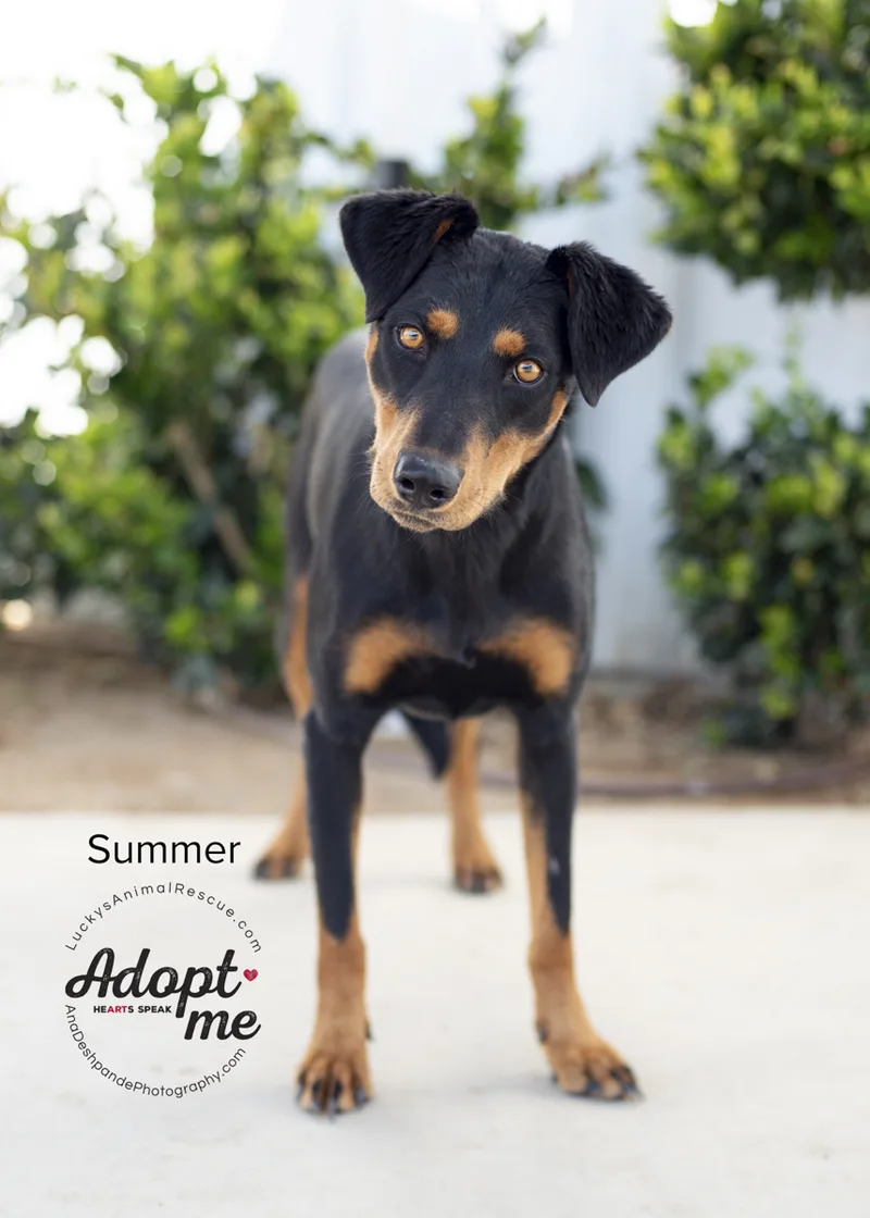 An adult medium-sized female Black Doberman Pinscher dog named Summer for adoption in Bakersfield, CA