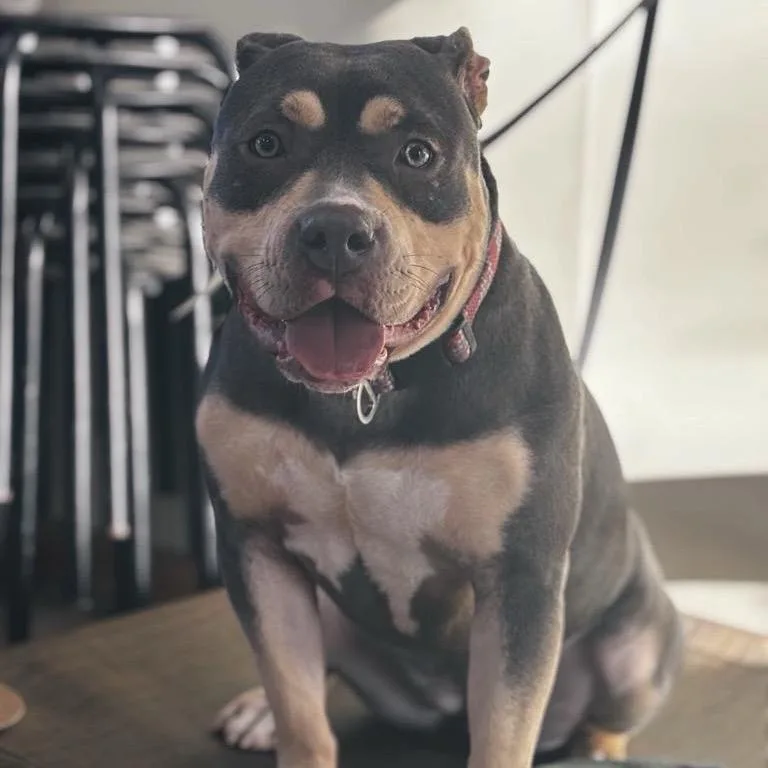 Gabbey Sofia thumbnail 4