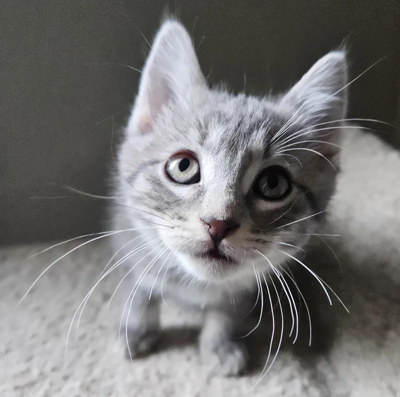 A baby small-sized female Domestic Short Hair cat named Croissant for adoption in Verona, WI