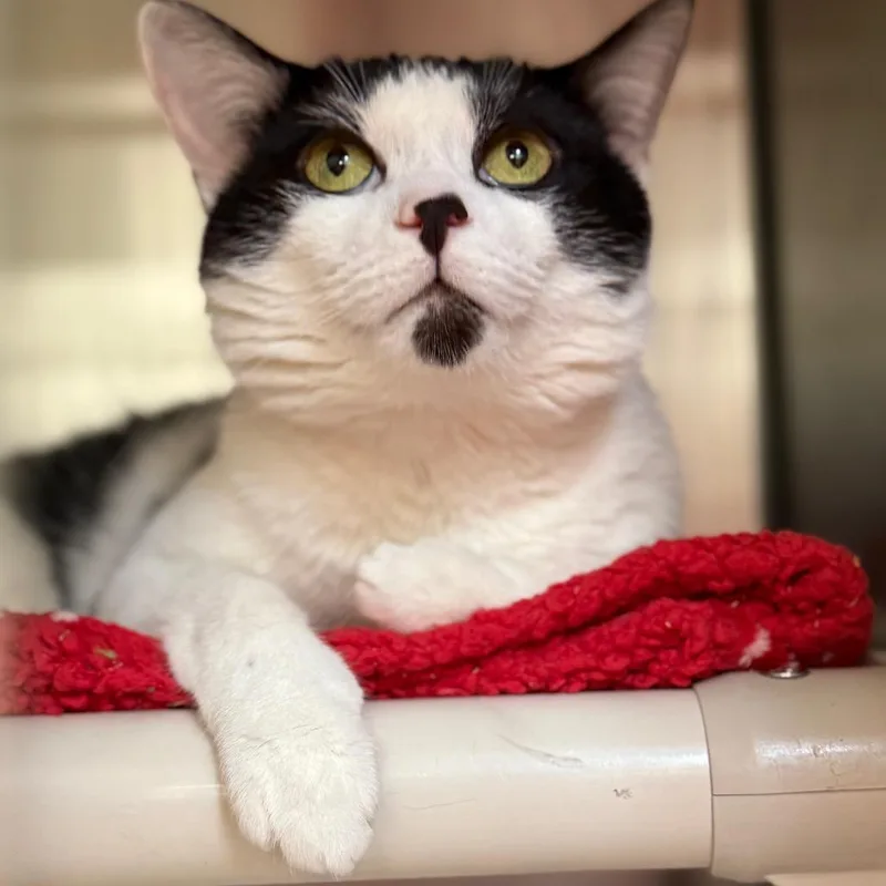 An adult medium-sized male Black Domestic Short Hair cat named Deuce Cowan for adoption in Perkiomenville, PA