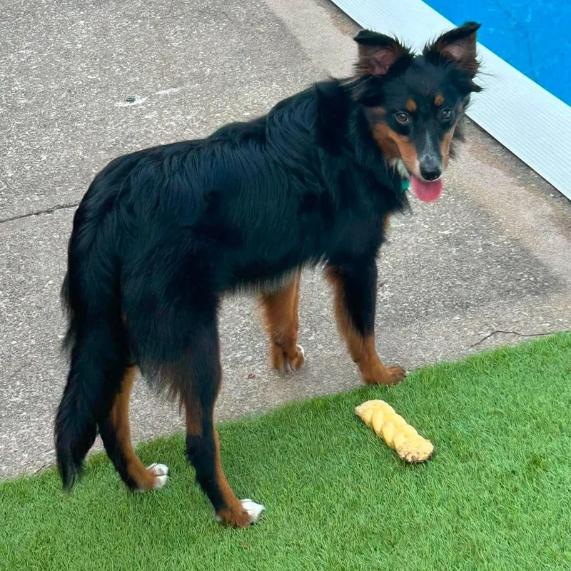 A baby medium-sized male Tricolor (Brown, Black, & White) Australian Shepherd dog named Simon for adoption in Hilton, NY