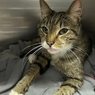 An adult large-sized male Domestic Short Hair cat named Caspurr for adoption in Worcester, MA