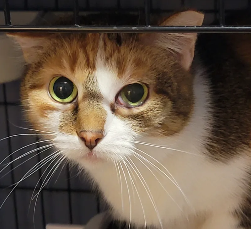 An adult medium-sized female Calico cat named Babette for adoption in Lyons, IL